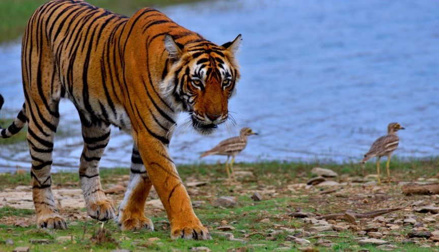 Things to Know Before Planning a Tiger Safari in Ranthambore